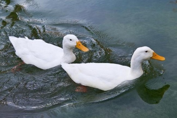 50,000 free ducks at Neermahal area turning another JUMLA
