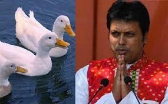 When BJP to release 50000 ducks at Neermahal ?