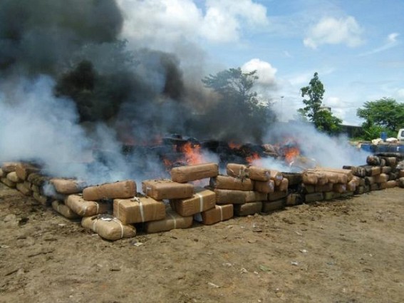 Huge amounts of ganja destroyed in Tripura