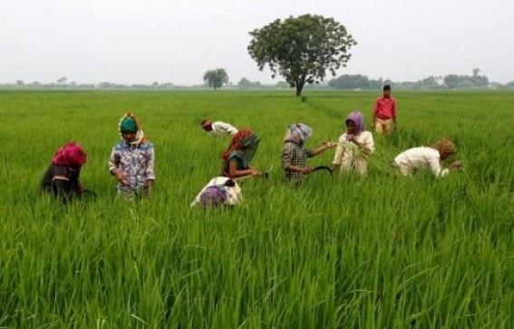 Another jolt for BJP Govt, Farmers in Tripura not selling their products to FCI