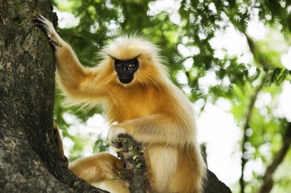 Adopt an animal at Tripura Zoo 