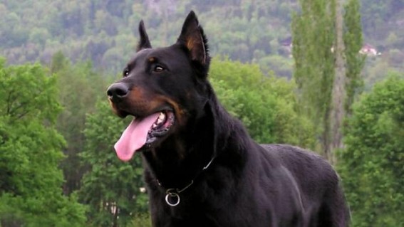 5 of the best guard dogs to protect your home