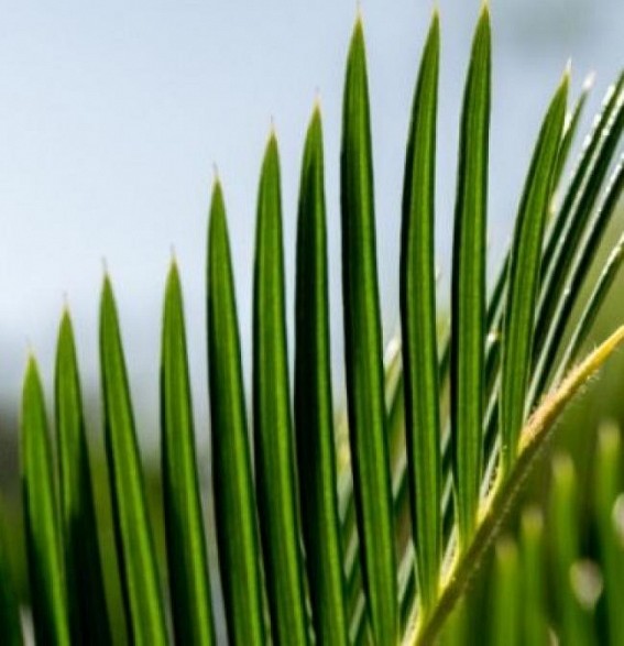 Palm and olive trees could be at risk of extinction in the UK because of Brexit