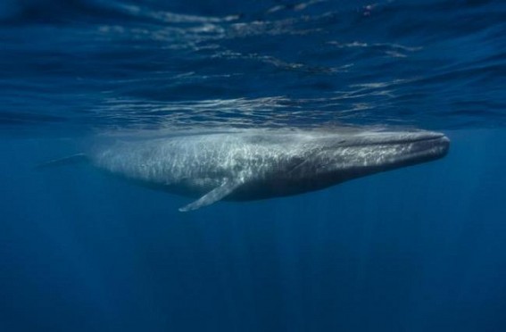 2 held in Mumbai with rare 'whale vomit' worth Rs 17 m