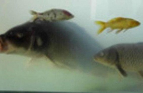 World's highest aquarium starts trial operation in China's Qinghai