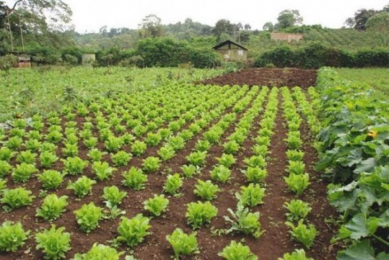 â€˜Organic and Value Chain Development for North Eastern Region projectâ€™ violating Central Govtâ€™s guidelines in Tripura