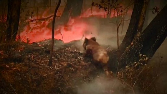 Koala rescued from Australian bushfire dies