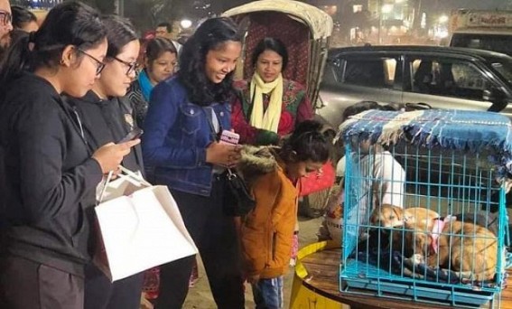 PAWSOME organized  free adaptation camp for street puppies