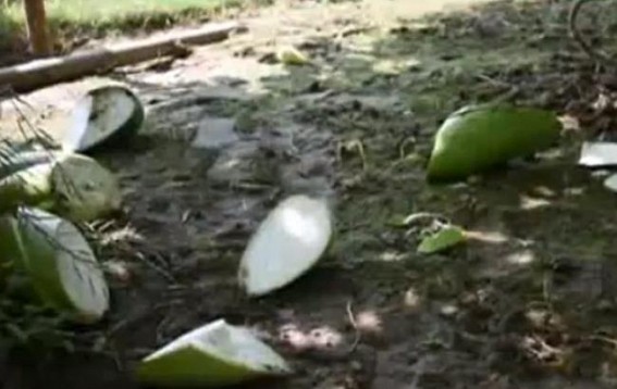 Farmerâ€™s vegetable field destroyed by miscreants