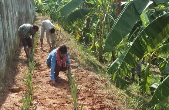 â€˜Queen Pineappleâ€™ Plantation in Tripura University Campus