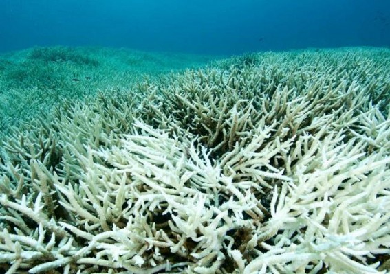 New mass bleaching event at Great Barrier Reef