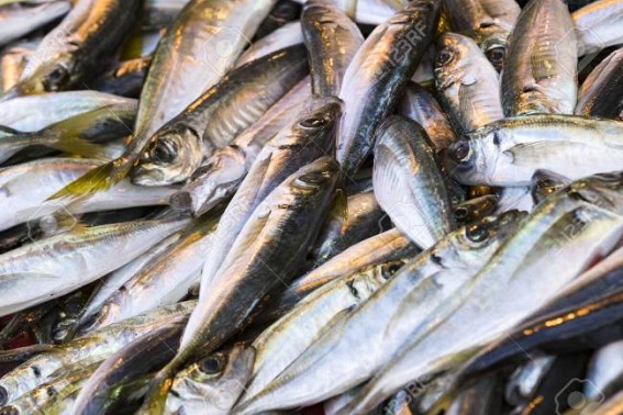 Kerala seafood exporters left high and dry amid lockdown
