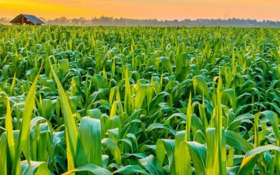 Tripura govt launches Agro Entrepreneur facilitation desk, encouraging 2,000 youths in joining agro-based business
