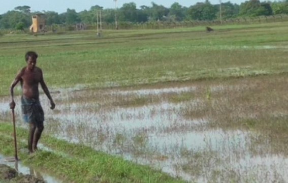 Fencing lined farmersâ€™ crop damaged as borders remained shutdown