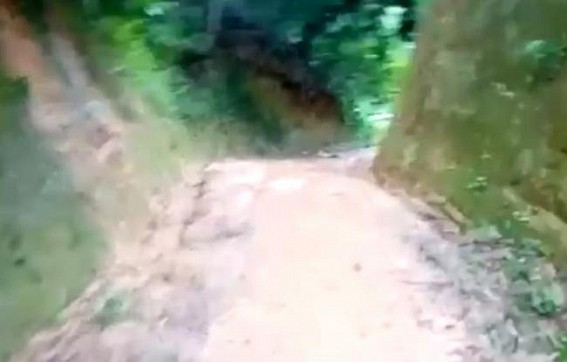 Wild elephants damaged rubber forest, tension prevails among locals 