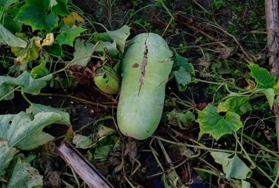 Wild Elephant damaged Farmersâ€™ crops in Teliamura
