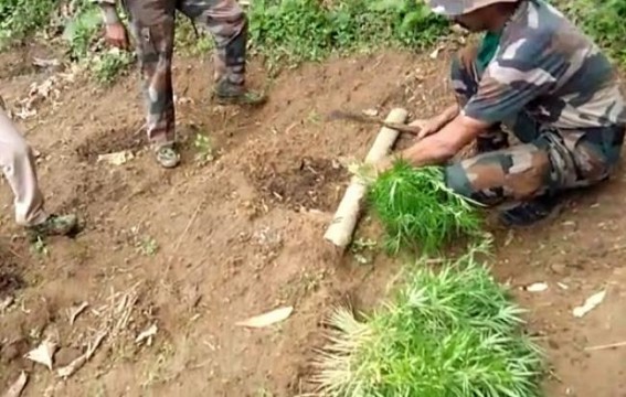 Police destroyed huge area of weed nursery