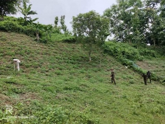 75000 Ganja Saplings destroyed by Police