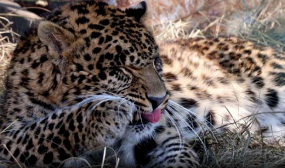 Tripura, Meghalaya, Mizoram Taking Steps to Protect Endangered Clouded Leopard