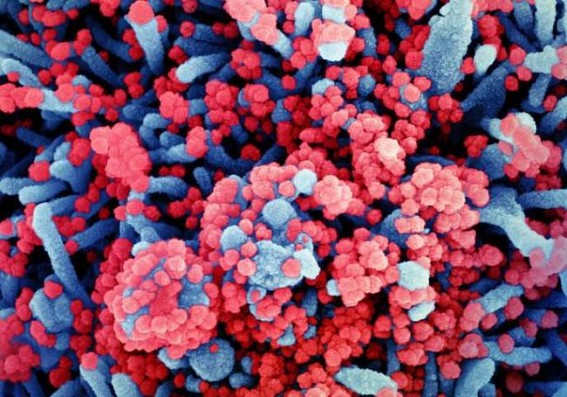 Coronaviruses are masters of mimicry: Study