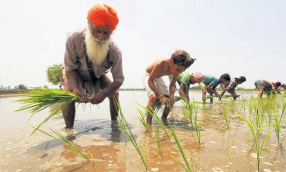Farmers balancing presence at protest site, care of crops
