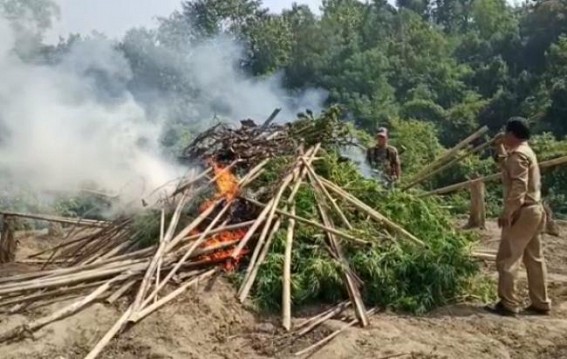 3 Ganja gardens have been destroyed by Police in Udaipur