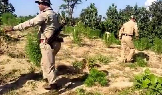 Massive Ganja Plantations destroyed jointly by Madhupur PS and TSR Jawans