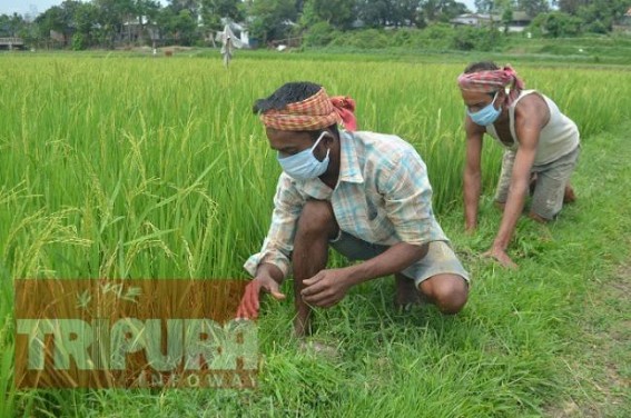 Agriculture Sector revives amid Lockdown with Social Distancing in Tripura : Farmers back on field wearing masks 