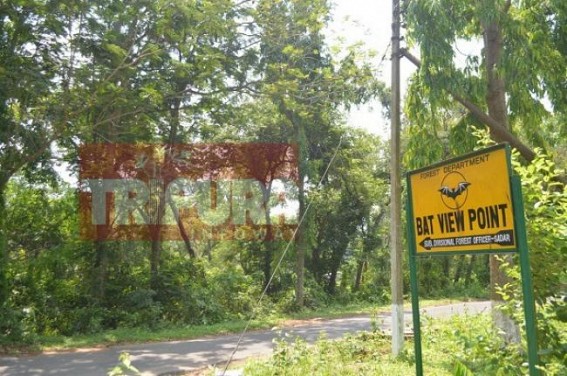 Rumour based BAT-hatred in Tripura may turn dangerous for these innocent mammals 