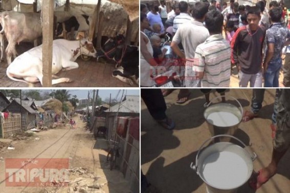 Starvation in â€˜Goyala Bastiâ€™ on Lockdown as all their Regular Customers cancelled monthly milk-purchasing deals advising them to â€˜Stay Homeâ€™ : Cows too surviving with half-stomach  