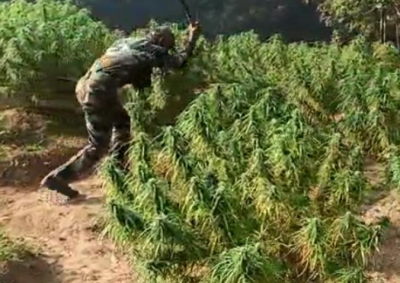 Ganja plants destroyed by Srinagar Police 