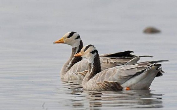 Bird flu: Bar-headed geese worst hit in Pong wintering ground