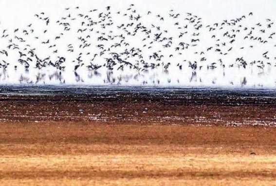 Don't feed migratory birds: Announcements in Varanasi