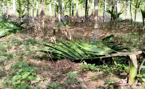 Miscreants destroyed Betel Garden of a Farmer
