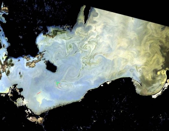 More harmful algal bloom impacts emerge amid rising seafood demand