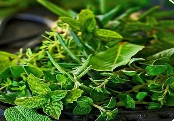 Bundelkhand leads in medicinal farming in UP