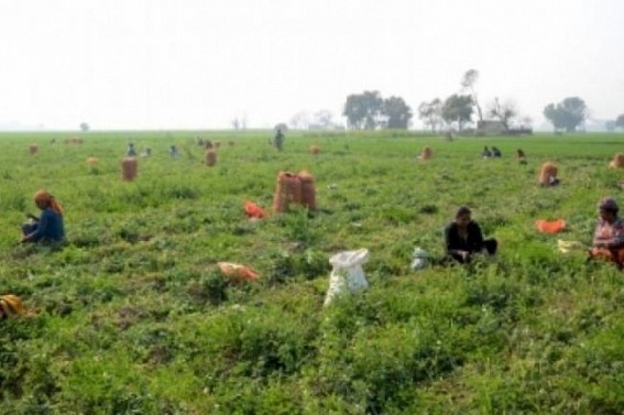 Revival package for NE agri-marketing corporation announced