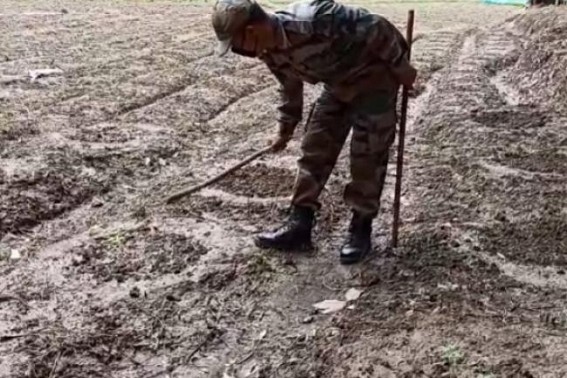 Bishalgarh : Police destroyed 70,000 cannabis saplings in an anti-drug operation.