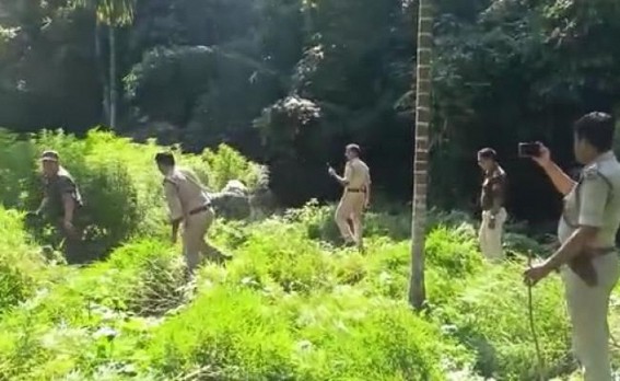Teliamura Police destroyed over ten thousands of Cannabis plants