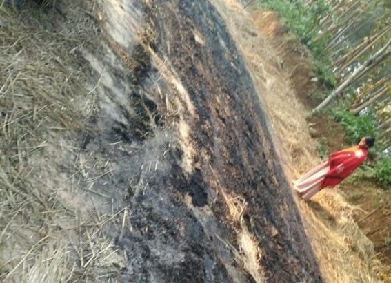 Miscreants set fire in paddy field of a farmer in Belonia