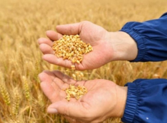 Allana Group emerges as one of India's largest exporters of wheat