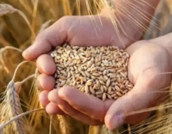 US wheat crop output suffers from drought