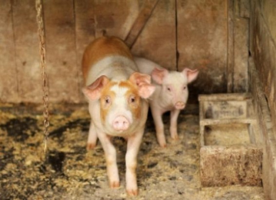 Lucknow bans sale of pork after swine flu cases among pigs
