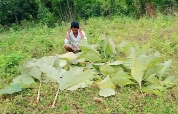 Political Revenge: Poor farmer’s teak trees cut by Miscreants for supporting opposition party CPI-M