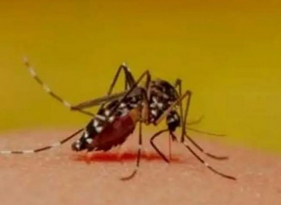 B'desh reports highest dengue deaths since Jan