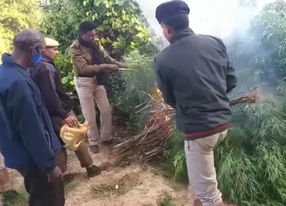 Police destroyed 100 ganja trees in an anti-ganja drive 