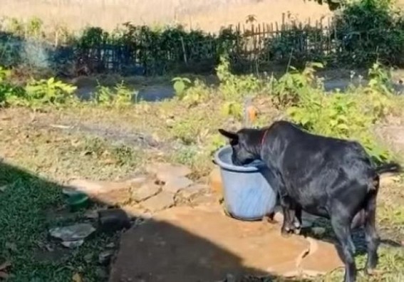 Hira Era...! Goats and students drink water from same container in an Upper Primary School in Charilam