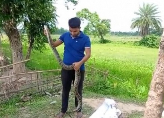 A Python recovered by locals from a paddy field in Bishalgarh, taken by Forest Officers to Sepahijala sanctuary 