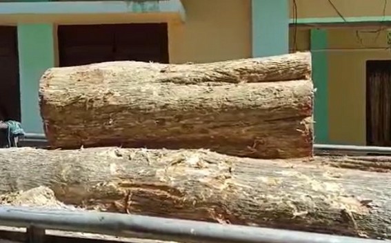 Teliamura: Vehicle loaded with Woods was seized by Forest department personnel during smuggling