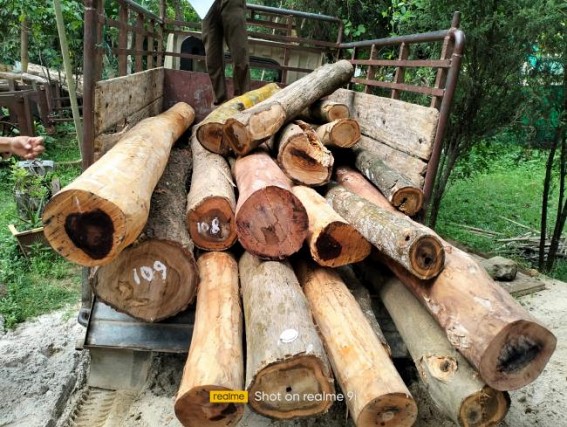 Amid raids, wood smuggling is not reduced in Tripura : Huge numbers of woods seized in a raid by Charilam Forest Department officials